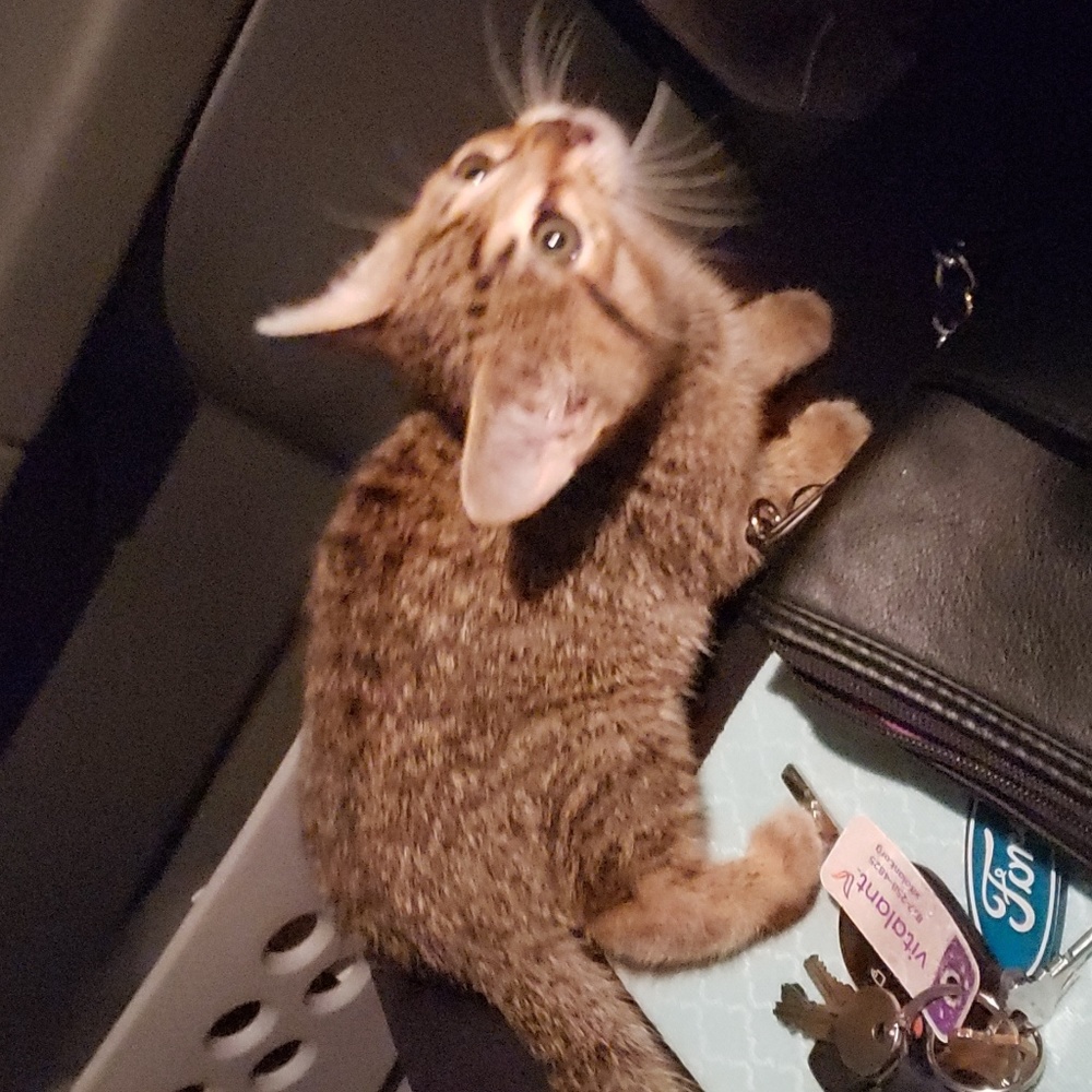 Meet your Posher, Desi